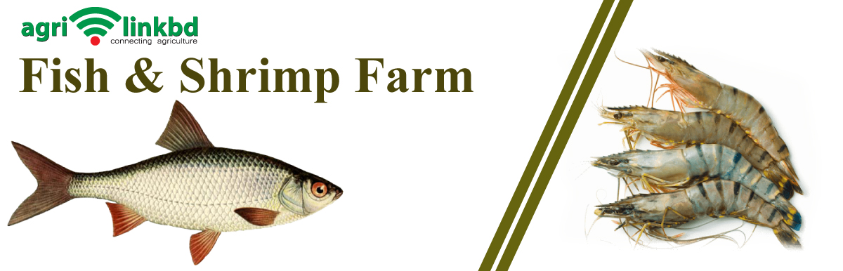 Fish & Shrimp Farm