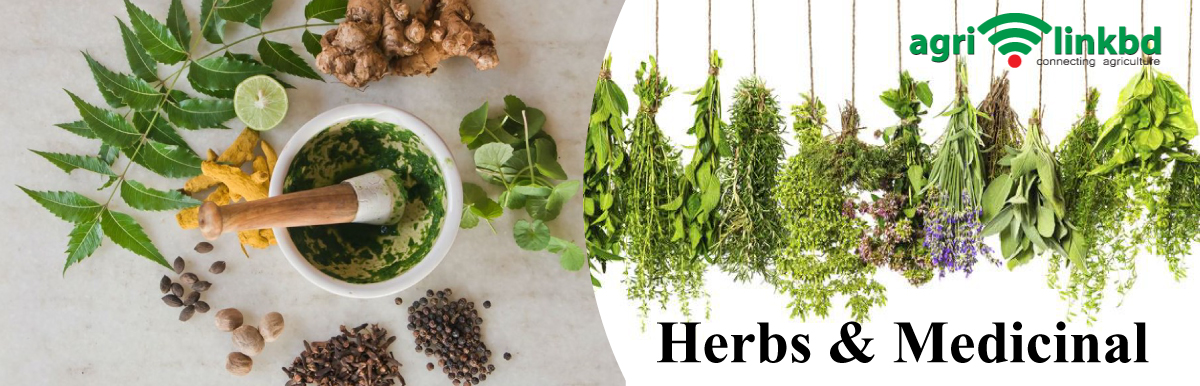 Herbs & Medicinal 
