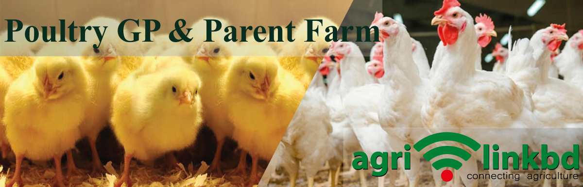 Poultry GP & Parent Farm