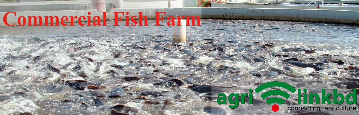 Commercial Fish Farm