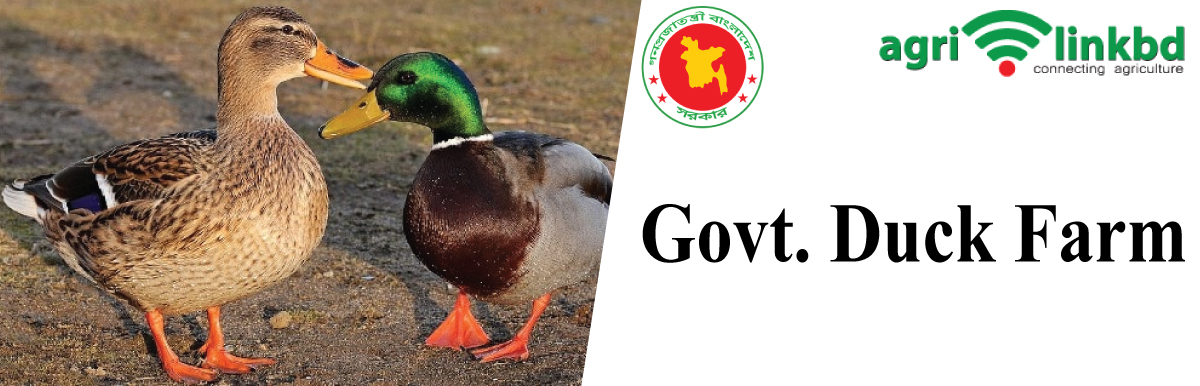 Govt. Duck Farm