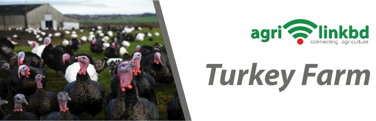 Turkey Farm
