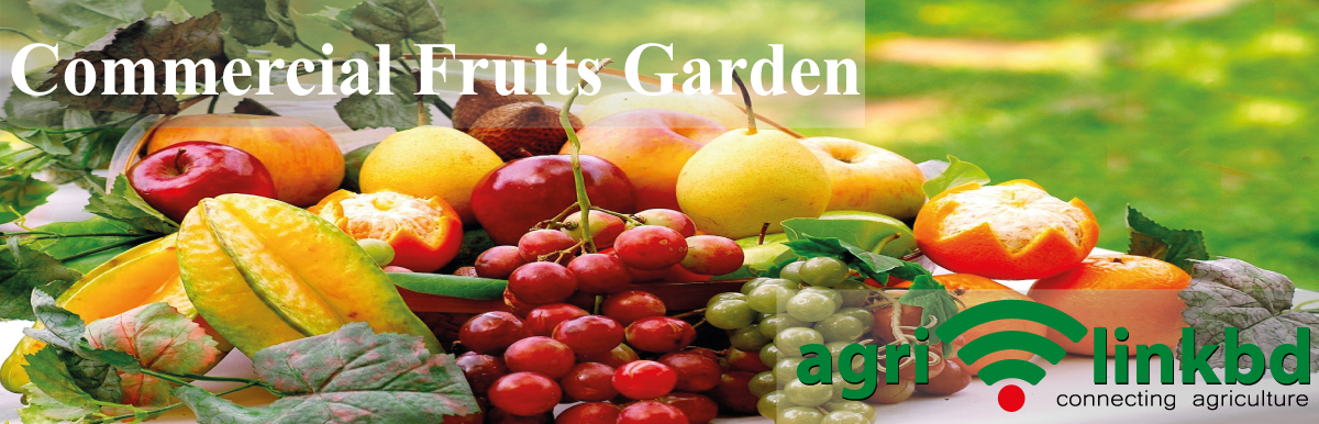 Commercial Fruits Garden