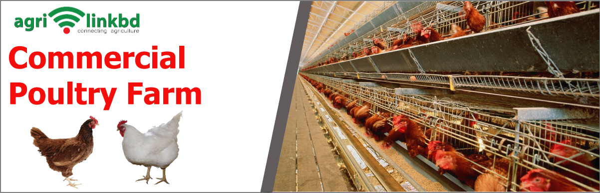 Commercial Poultry Farm