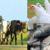 Animal Sci. & Vet. Medi.